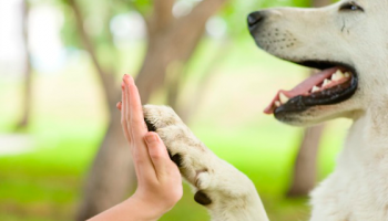 Proyecto de ley radicado: Protección animales 2
