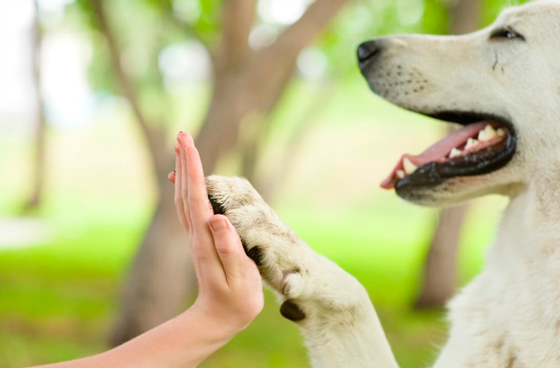 Proyecto de ley radicado: Protección animales 6